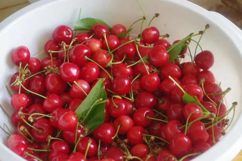 Amarene sotto spirito: la ricetta di Sorrento