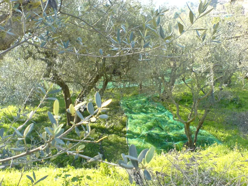L'Olio DOP della Penisola Sorrentina: il sapore di una terra tra mare e ulivi